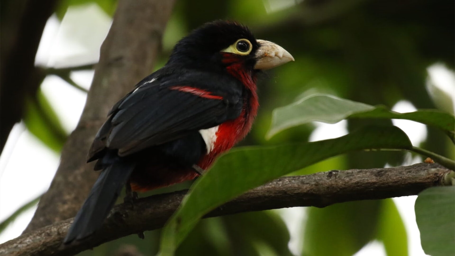 钢铁与利刃,范弗利特导演的现代篮球史诗