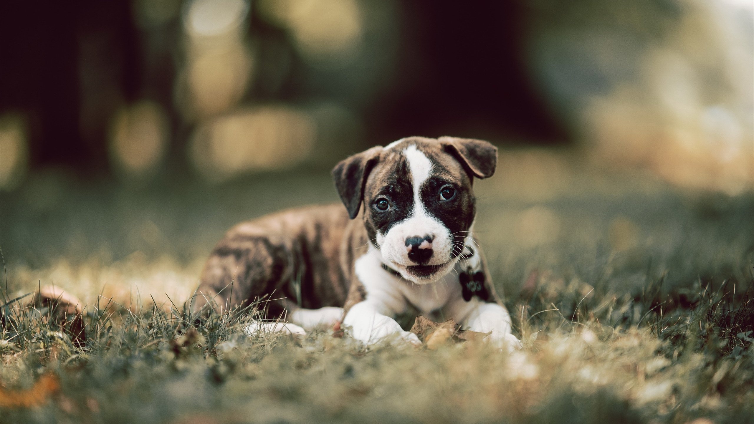 一分钟还是二十年?拉沃尔杯的无意义胜利为何胜过澳网