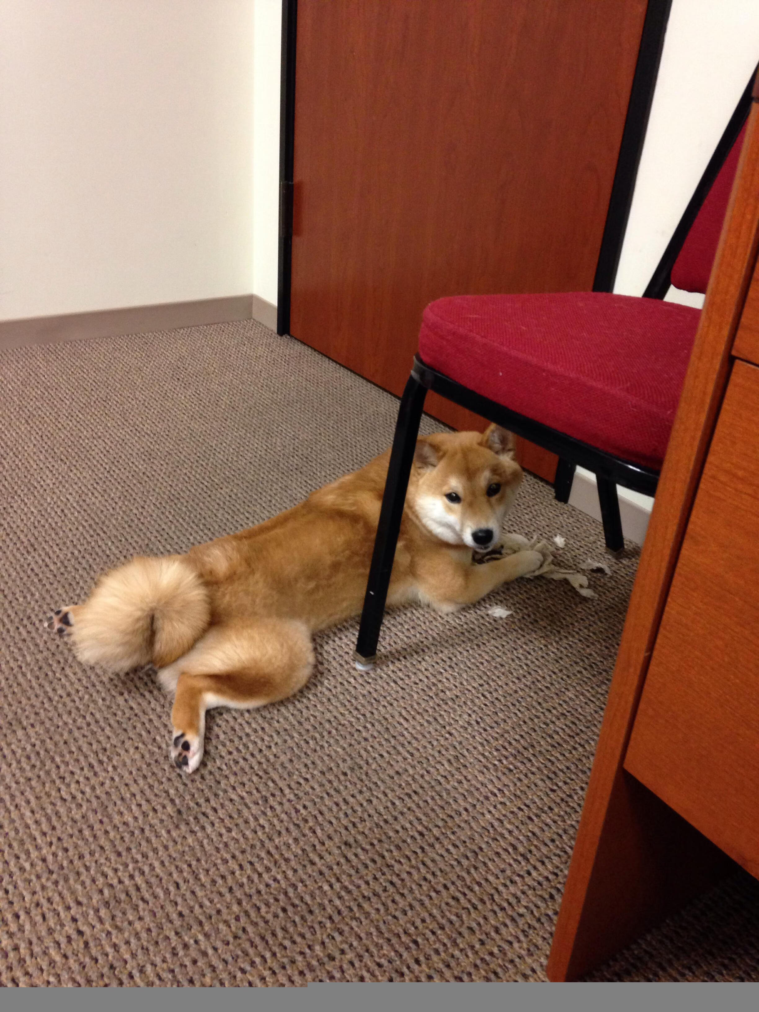 开云体育入口-阿隆索的最后一滴油，威廉姆斯鏖战雷诺的绝杀之战