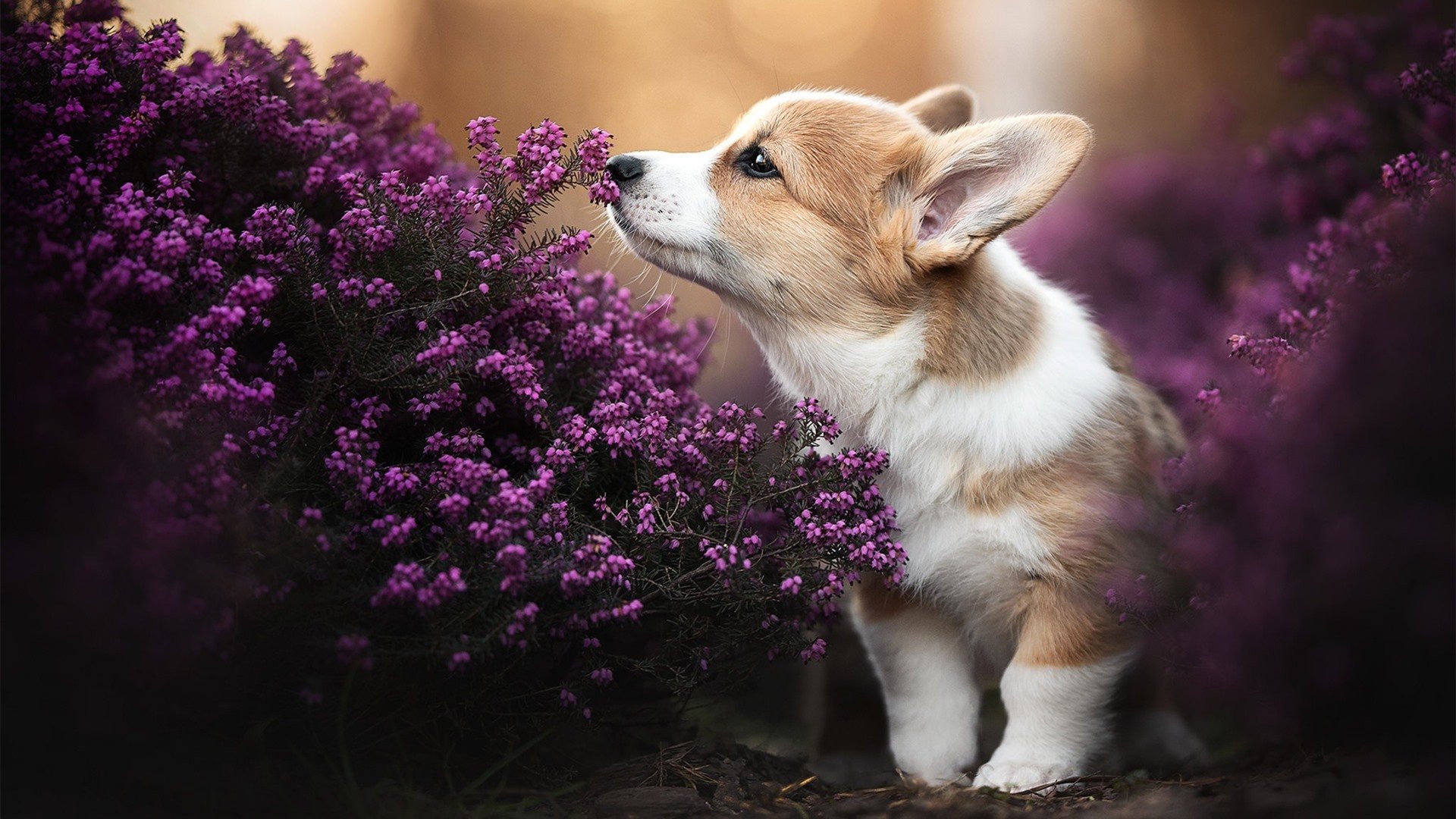 开云体育APP下载-虚拟跨海桥，江苏队绝杀快船的唯一性密码