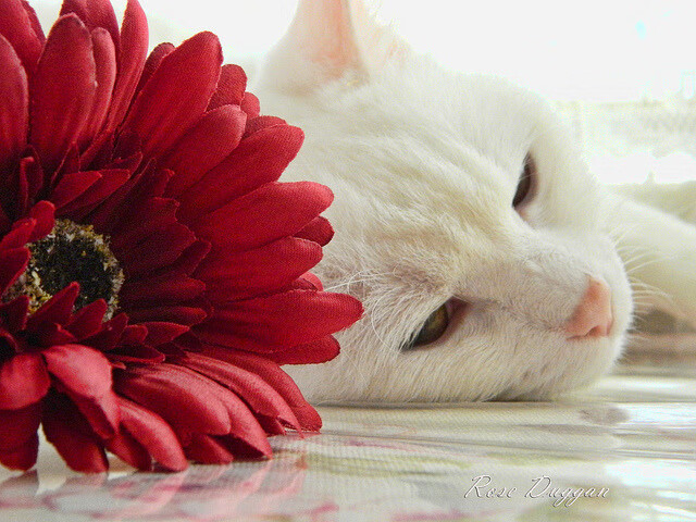 不灭的火种,当瑞典绝杀映照苏亚雷斯的黄昏炽热