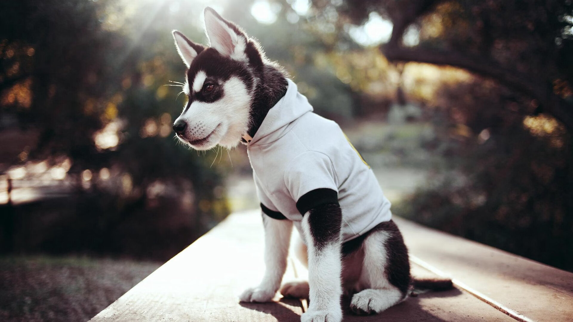 败者之焰，林高远在波兰队完胜背景下的孤勇燃场