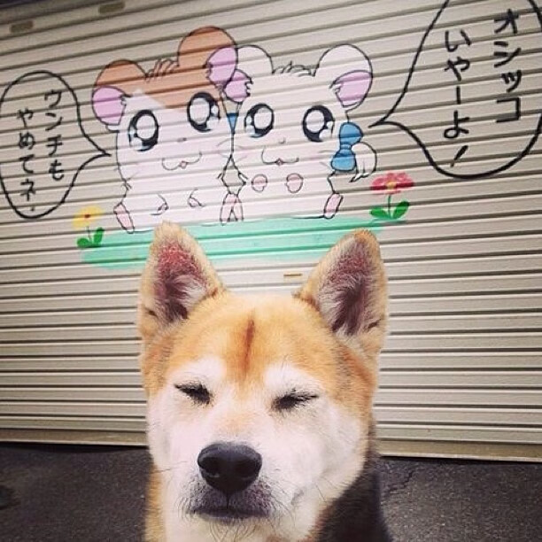 橄榄球场外的奥运棋局，威尔士终结苏格兰的战略意味