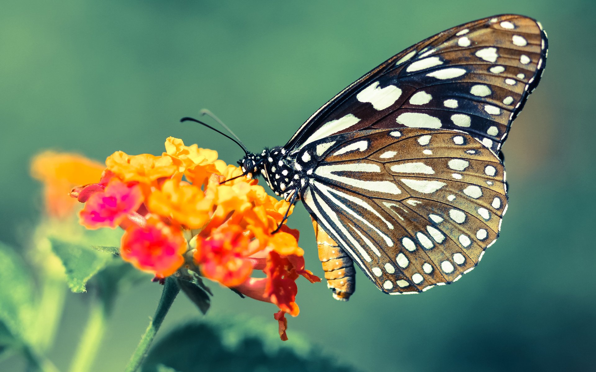开云体育入口-当东方巨塔遇见亚特兰大雄鹰，唯一利刃布伦森的封喉时刻