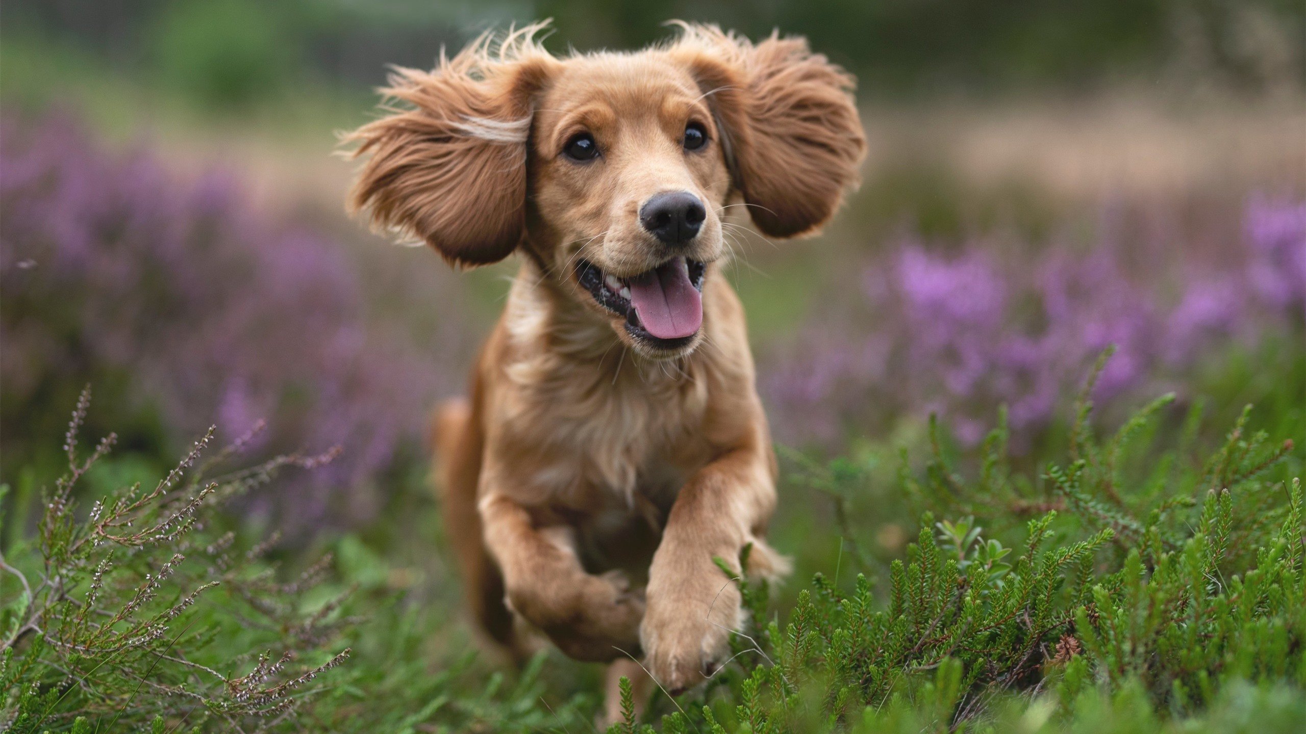 开云体育在线-节奏掌控者，莫兰特在奇才与北京队交锋中的独舞