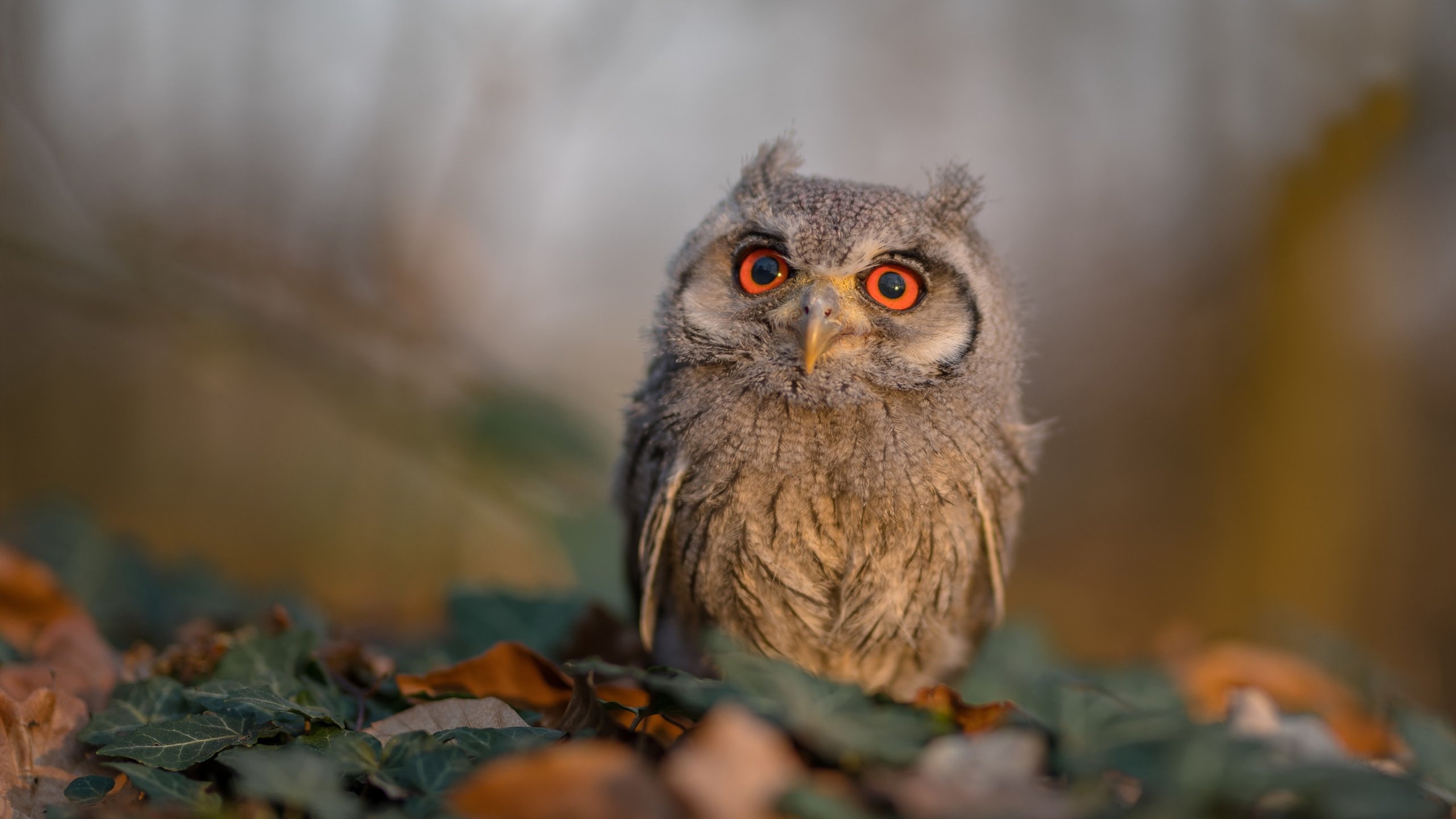 冰封与熔岩，爵士防守锁死马刺，约基奇如何用关键制胜破局