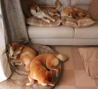 翡冷翠的闪电，当迪马利亚在阿根廷蓝白间划破加拿大夜空