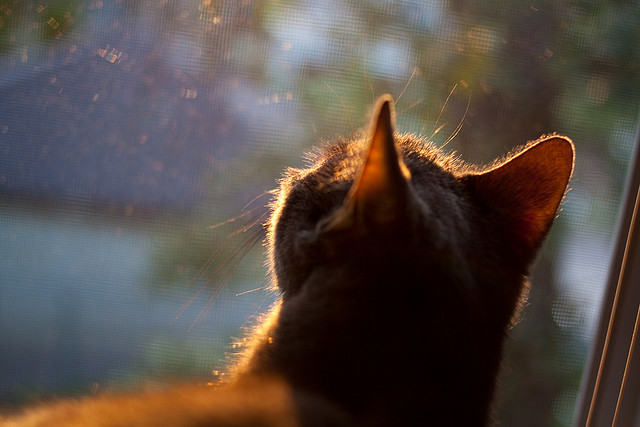 开云体育APP下载-7的暴政与救赎，当麦迪逊吞没湖人，死神在布鲁克林签下契约