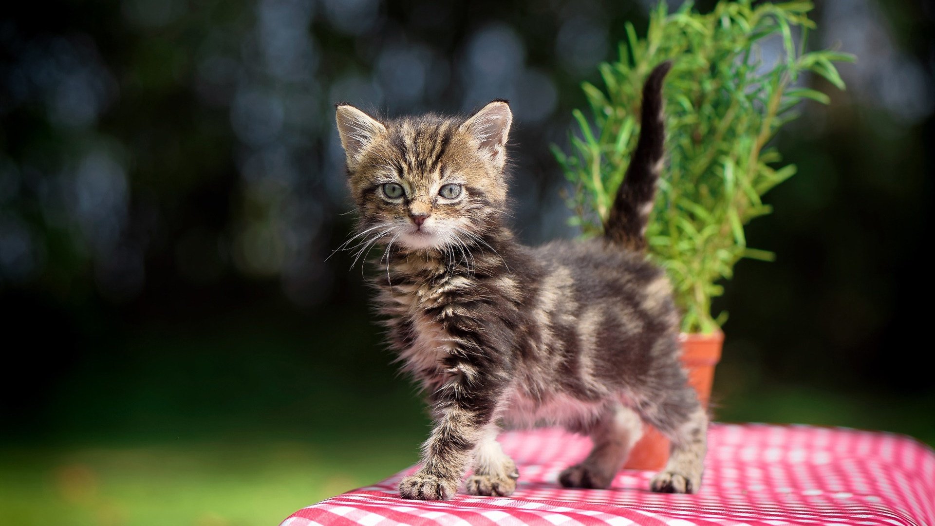开云体育在线-冰与火的交响，F1揭幕战之夜与李刚仁的节奏掌控