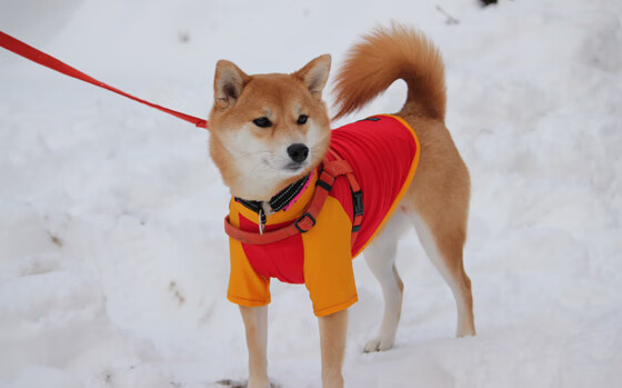 焦点对决，步行者逆转尼克斯，东决关键战上演史诗翻盘