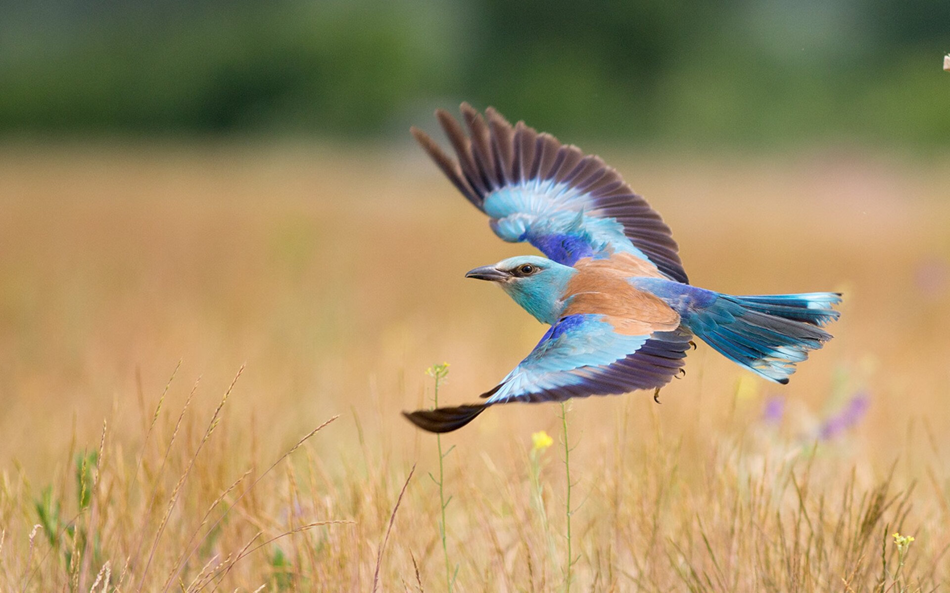 当新答案遇上凤凰烈焰，马克西炸裂之夜与太阳的灼热统治