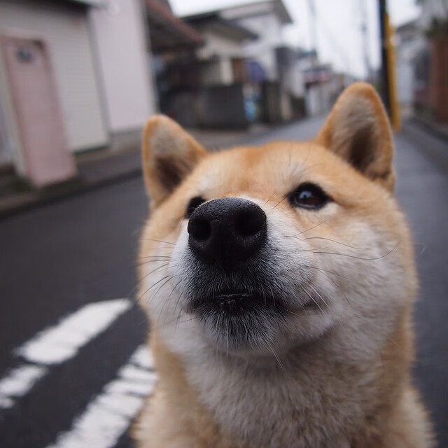 开云体育官网-当药厂战术灵魂附体，贝林厄姆如何用勒沃库森的方式肢解伊朗