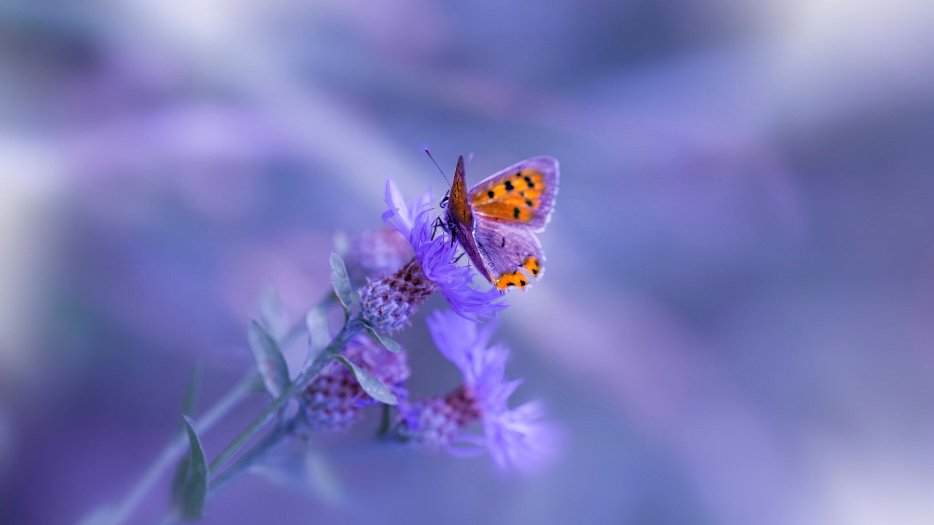 当药厂战术灵魂附体，贝林厄姆如何用勒沃库森的方式肢解伊朗