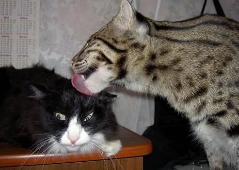 霍勒迪关键战显硬汉本色，凯尔特人全球争冠战力克辽宁队