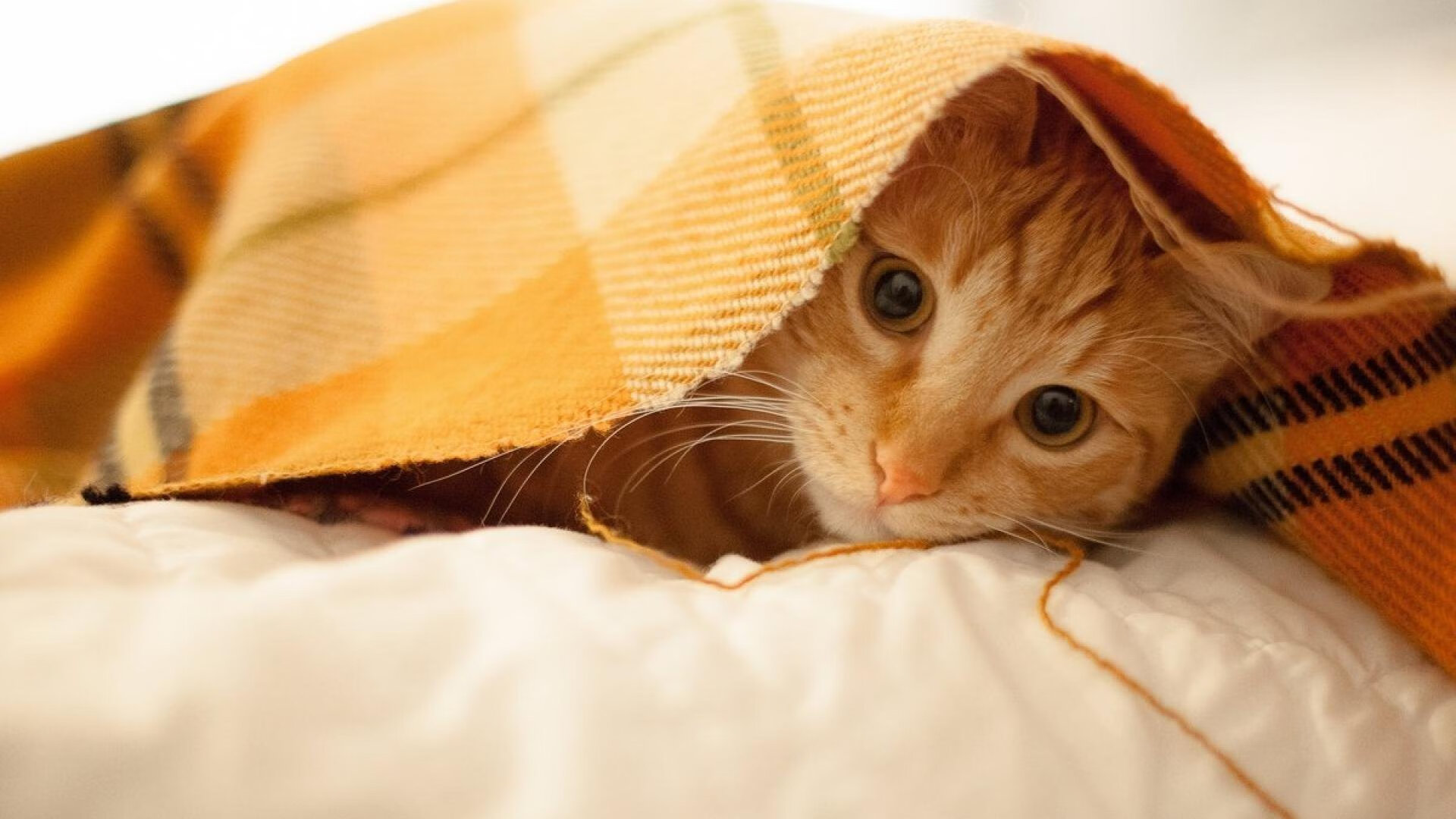 冰火对决，威尔士迎战智利，场外焦点竟是状态火热的基米希