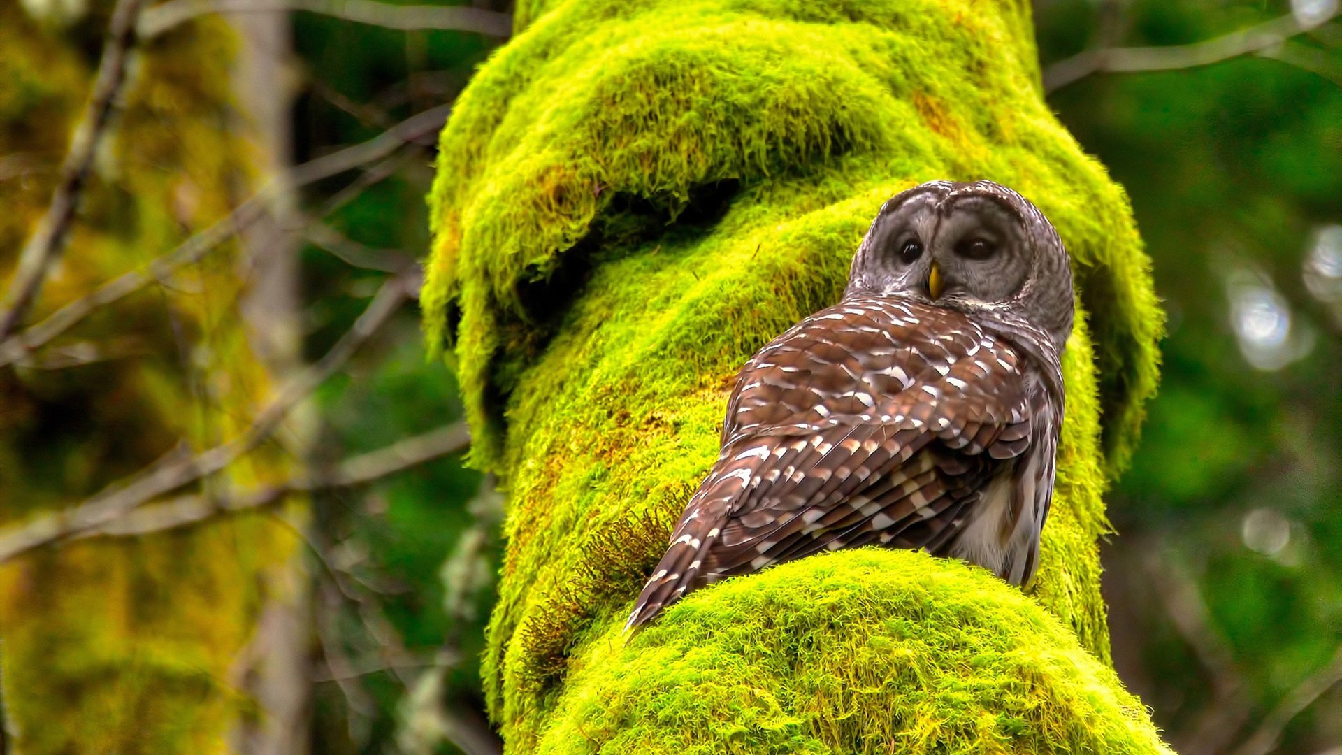开云体育中国-征服天山之巅，杰伦·格林如何在丹佛高原导演掘金式胜利？