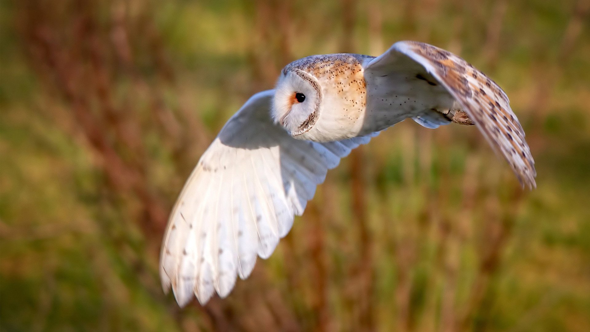 开云体育平台APP-从罚失点球的男孩到点燃世界的男人，2026世界杯之夜，萨卡如何完成一场跨越五年的救赎