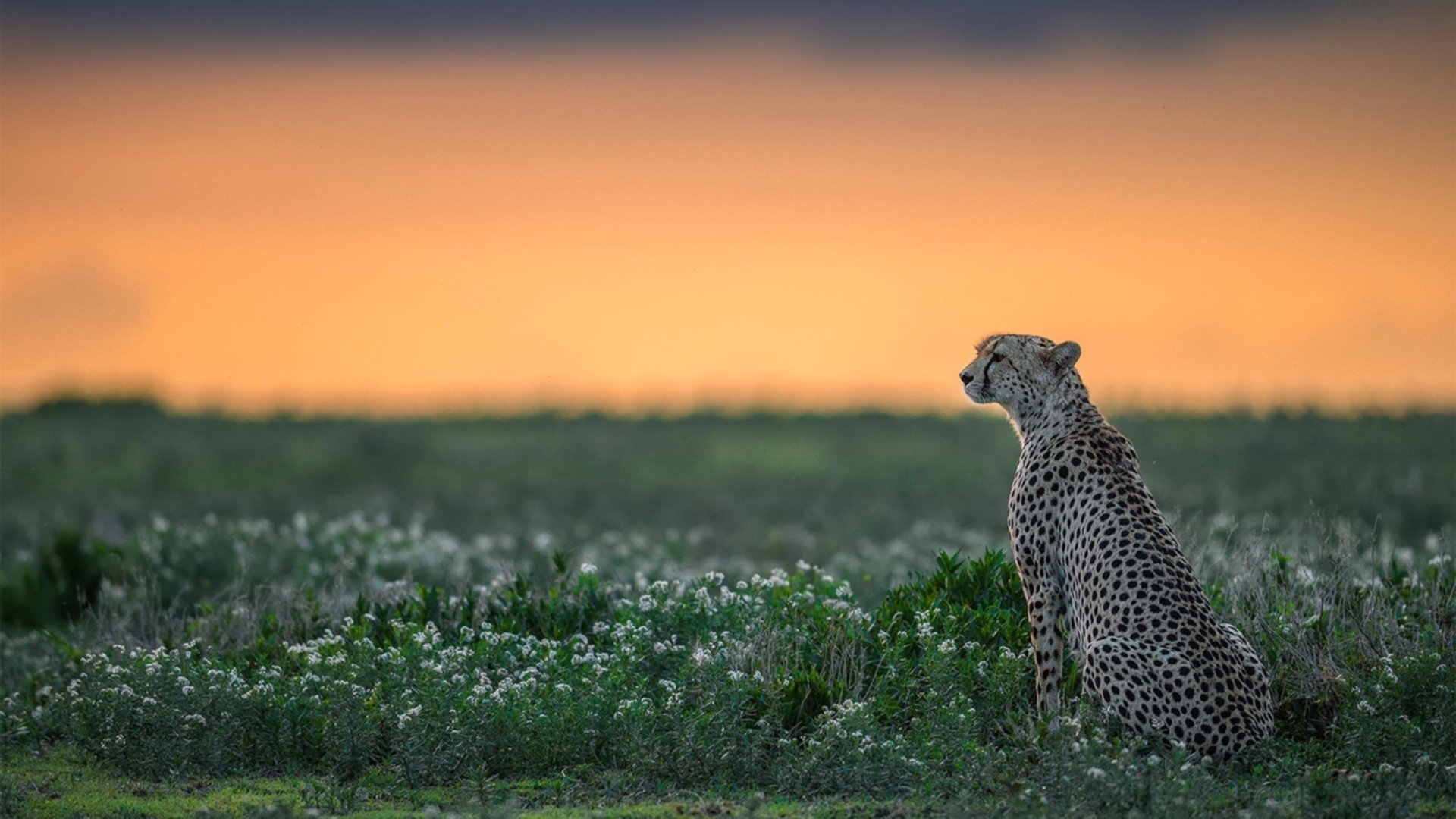 传奇之夜，布伦森火力全开助雄鹿淘汰新疆晋级总决赛