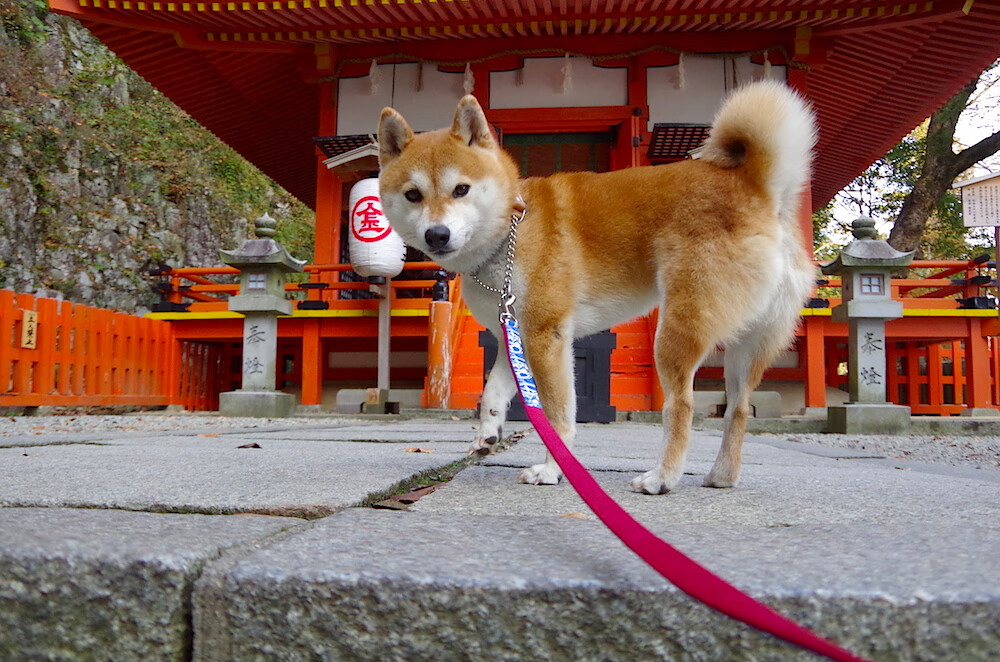凡人的闪光与天才的任性，两种胜利哲学的对决