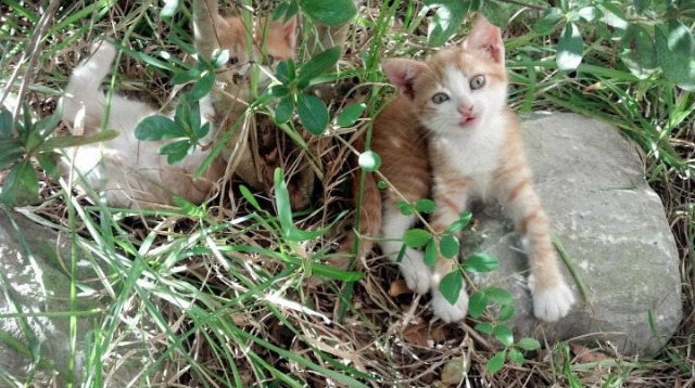 时空交响曲，旧金山惊雷与马德里灯火下的同一种英雄主义