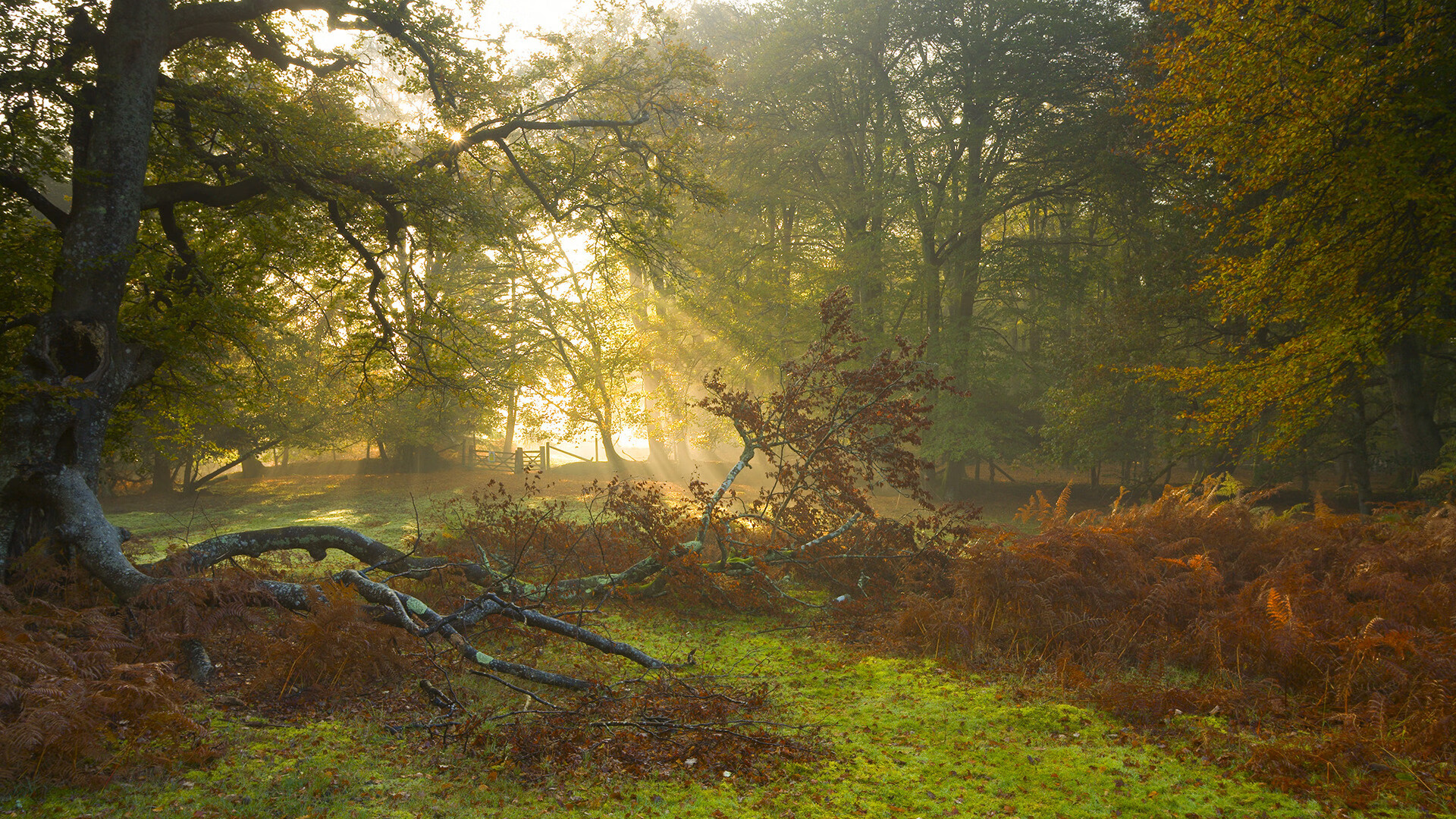 开云体育平台APP-安哥拉篮球的觉醒之夜，坎特狂砍38分摧毁亚特兰大防线