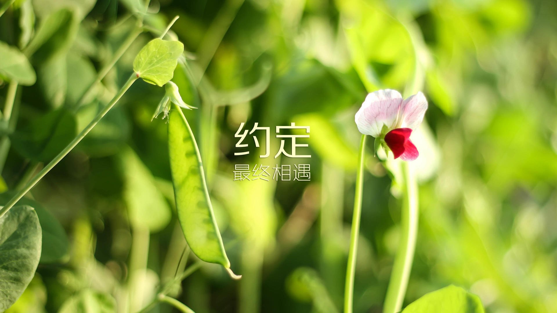 开云体育APP下载-天使与魔鬼之吻，2026，苏亚雷斯在争议中加冕
