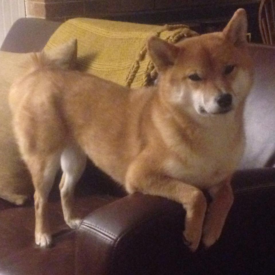 开云体育在线-郁金香凋零的夜晚，厄瓜多尔的高原血脉与苏亚雷斯的南美意志—2026世界杯D组焦点战写下的唯一剧本