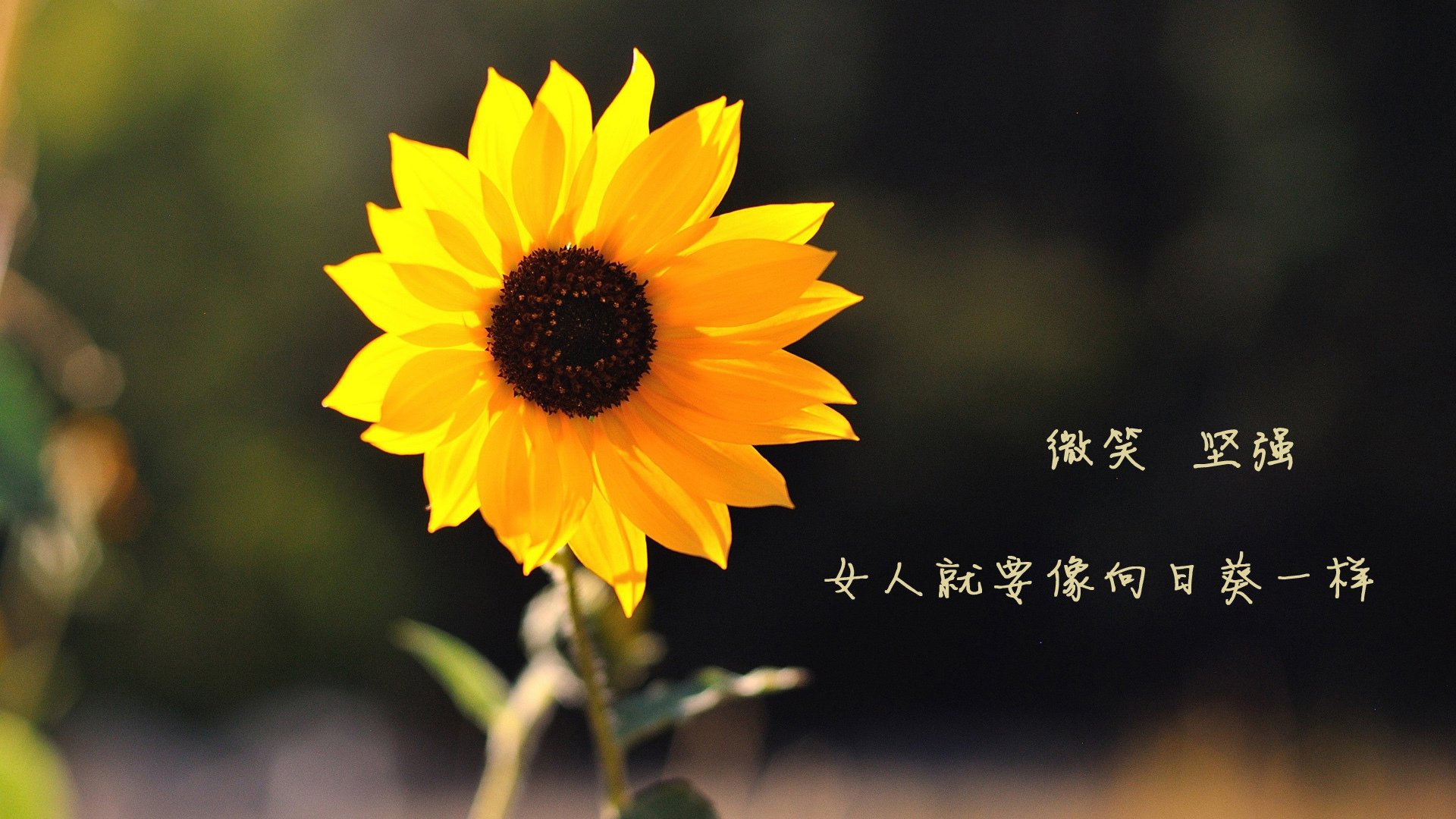 2026世界杯D组生死战，罗马尼亚横扫葡萄牙，贝林厄姆逆境带队逆袭取胜